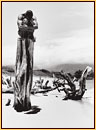 Tom Bianchi original gelatin silver print depicting a male nude sitting on a tree stump